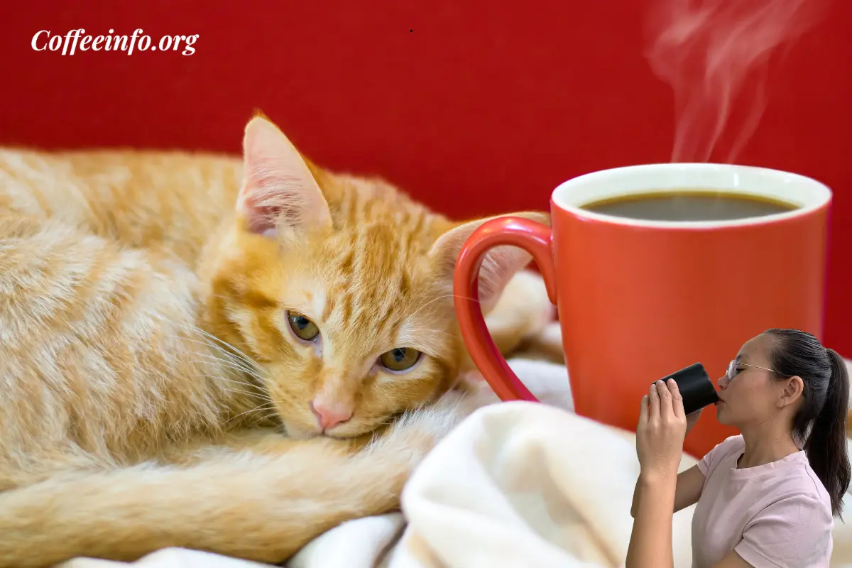 Is Coffee Bad for Cats? A Comprehensive Guide for Cat Owners